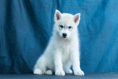 Les chiots de Siberian Husky