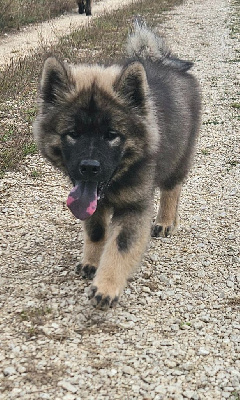 Les chiots de Eurasier