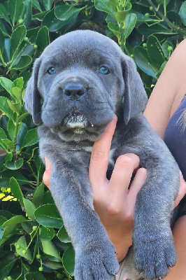 Les chiots de Cane Corso