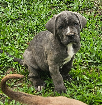 Les chiots de Cane Corso