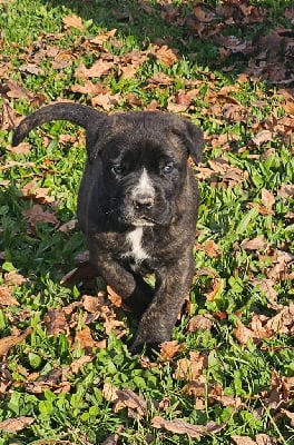 Les chiots de Cane Corso