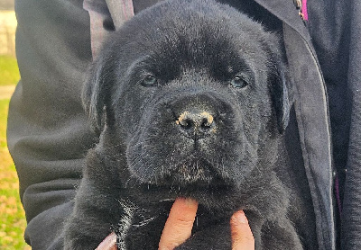 Les chiots de Cane Corso