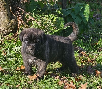 Les chiots de Cane Corso