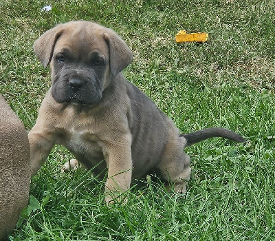 Les chiots de Cane Corso