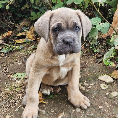 Les chiots de Cane Corso