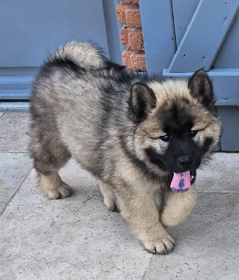 Les chiots de Eurasier