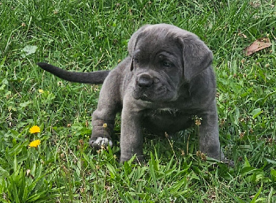 Les chiots de Cane Corso