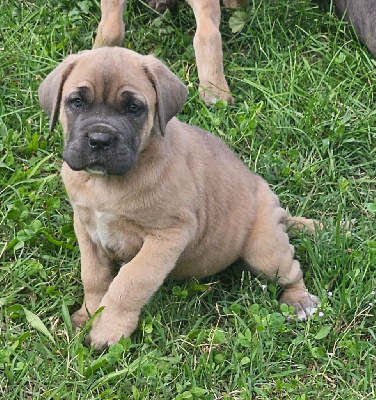 Les chiots de Cane Corso