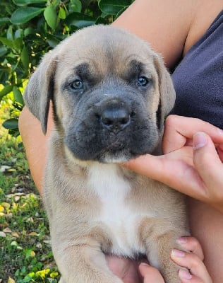 Les chiots de Cane Corso