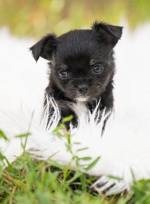 Les chiots de Chihuahua