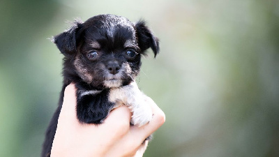 Les chiots de Chihuahua