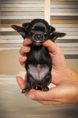 Les chiots de Chihuahua