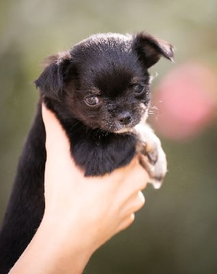 Les chiots de Chihuahua