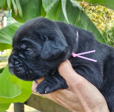 Les chiots de Cane Corso