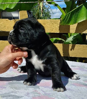 Collier blanc - Cane Corso