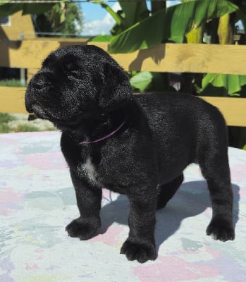 Collier violet - Cane Corso