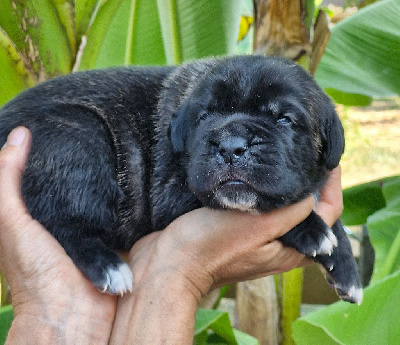 Les chiots de Cane Corso