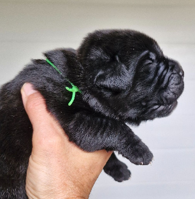 Les chiots de Cane Corso