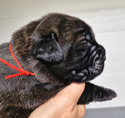 Les chiots de Cane Corso