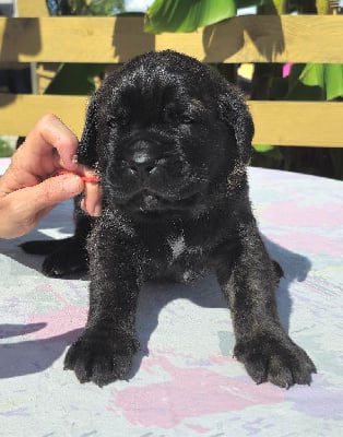 Les chiots de Cane Corso