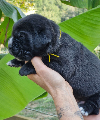 Les chiots de Cane Corso