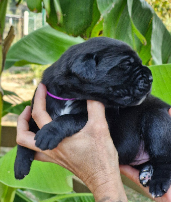 Les chiots de Cane Corso