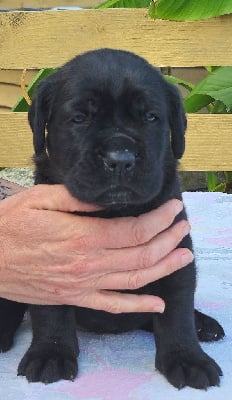 Collier orange - Cane Corso