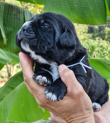 Les chiots de Cane Corso