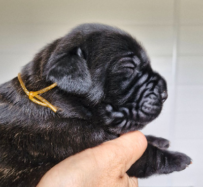 Les chiots de Cane Corso