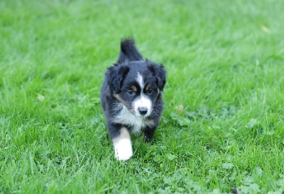 Les chiots de Berger Américain Miniature 