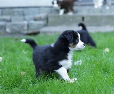 Les chiots de Berger Américain Miniature 