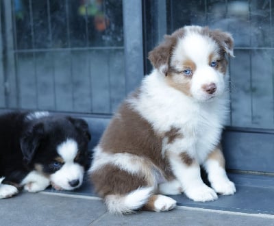 Les chiots de Berger Américain Miniature 