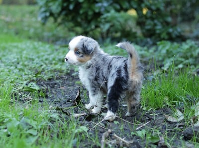 Les chiots de Berger Américain Miniature 