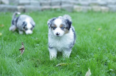 Les chiots de Berger Américain Miniature 