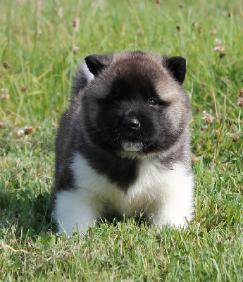 Les chiots de Akita americain