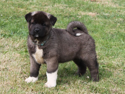 Les chiots de Akita americain