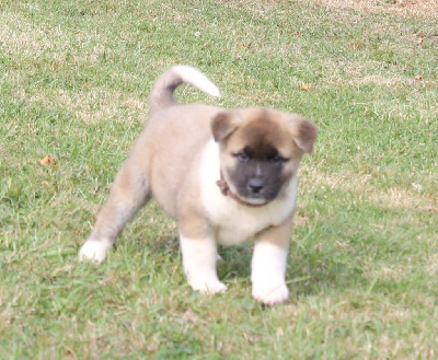 Les chiots de Akita americain