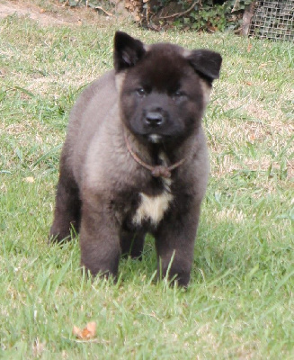 Les chiots de Akita americain