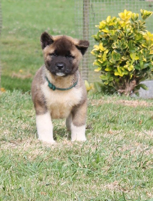 Les chiots de Akita americain