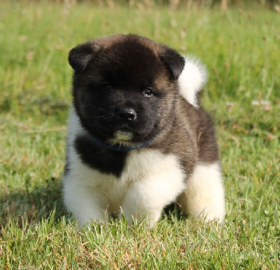 Les chiots de Akita americain