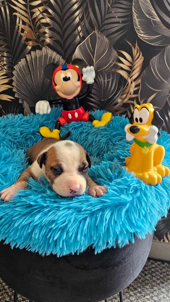 CHIOT 4 - American Staffordshire Terrier