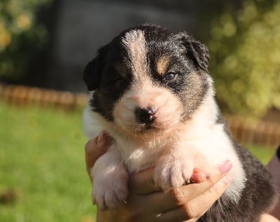 Les chiots de Berger Australien