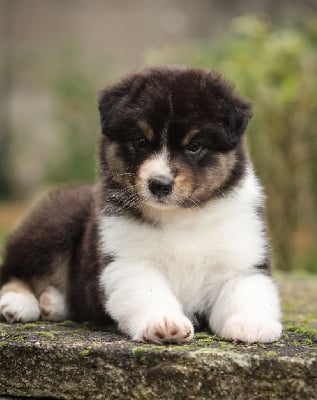 Les chiots de Berger Australien