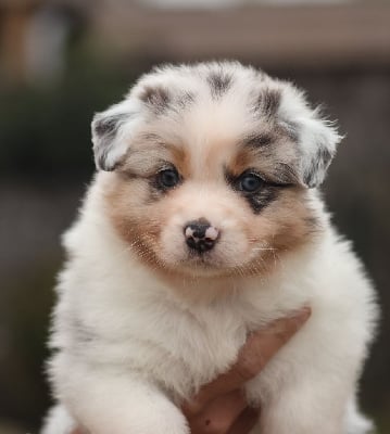 Les chiots de Berger Australien