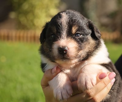 Les chiots de Berger Australien