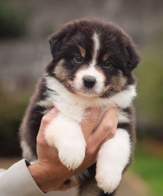 Les chiots de Berger Australien