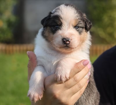 Femelle Bleu Merle - Berger Australien