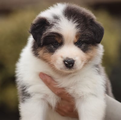 Les chiots de Berger Australien