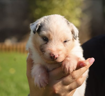 Femelle Bleu Merle - Berger Australien