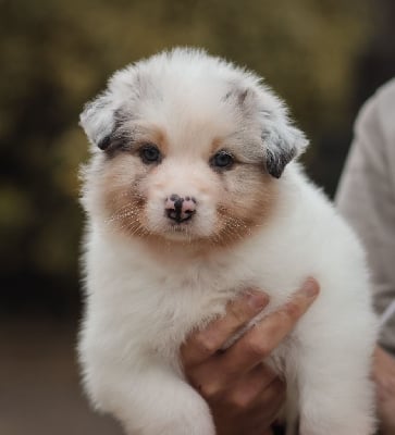 Les chiots de Berger Australien